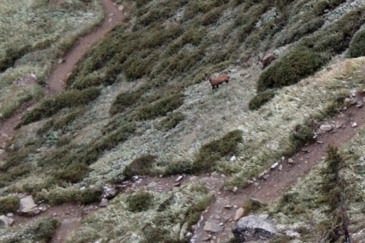 I took a morning walk at about 6:30am from Refuge Bellachat and saw 4 Chamois. You can seen 2 in this picture.